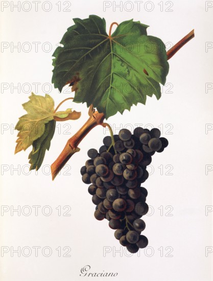 Ampelograhie. grape variety science. oenology. viticulture. grape. grapevine. Graciano grape. digitally enhanced reproduction of a model by Jules Tronca (1855 to 1915). historical