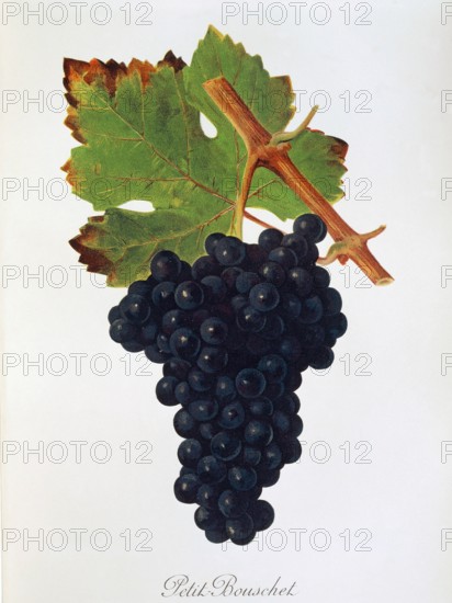 Ampelograhie. grape variety science. oenology. viticulture. grape. vine. Petit Bouschet grape. digitally enhanced reproduction of a model by Jules Tronca (1855 to 1915). historical
