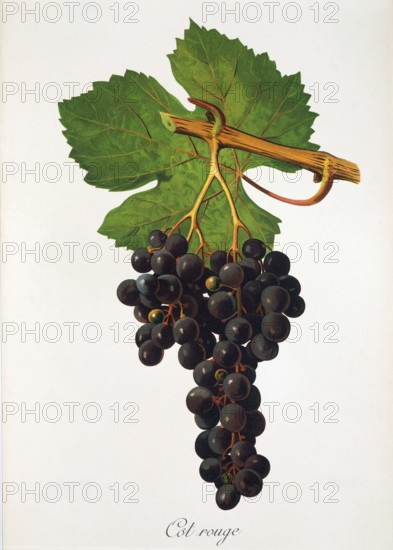 Ampelograhie. grape variety science. oenology. viticulture. grape. vine. Cot Rouge grape. digitally enhanced reproduction of a model by Jules Tronca (1855 to 1915). historical