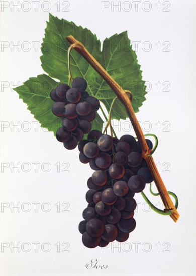Ampelograhie. grape variety science. oenology. viticulture. grape. vine. Ives grape. digitally enhanced reproduction of a model by Jules Tronca (1855 to 1915). historical
