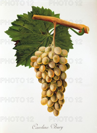 Ampelograhie. grape variety science. oenology. viticulture. grape. vine. Caroline Bury grape. digitally enhanced reproduction of a model by Jules Tronca (1855 to 1915). historical