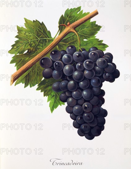Ampelograhie. grape variety science. oenology. viticulture. grape. vine. Trincadeira grape. digitally enhanced reproduction of a model by Alexis Kreyder (1839 to 1912). historical