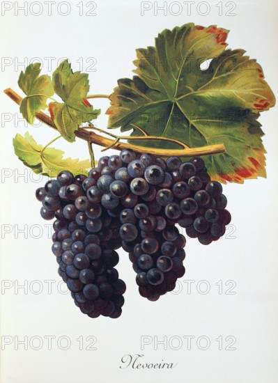Ampelograhie. grape variety science. oenology. viticulture. grape. vine. Mevoeira grape. digitally enhanced reproduction of a model by Alexis Kreyder (1839 to 1912). historical
