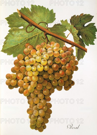 Ampelograhie. grape variety science. oenology. viticulture. grape. vine. Boal grape. digitally enhanced reproduction of a model by Alexis Kreyder (1839 to 1912). historical