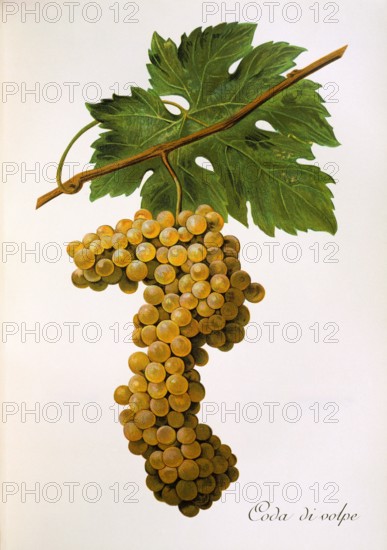 Ampelograhie. grape variety science. oenology. viticulture. grape. vine. Coda di Volpe grape. digitally enhanced reproduction of a model by Alexis Kreyder (1839 to 1912). historical
