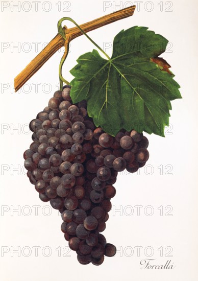 Ampelograhie. grape variety science. oenology. viticulture. grape. grapevine. Forcalla' grape. digitally enhanced reproduction of a model by Jules Tronca (1855 to 1915). historical