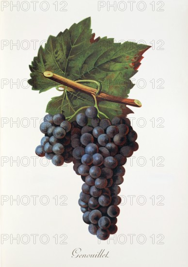 Ampelograhie. grape variety science. oenology. viticulture. grape. vine. Genouillet grape. digitally enhanced reproduction of a model by Jules Tronca (1855 to 1915). historical
