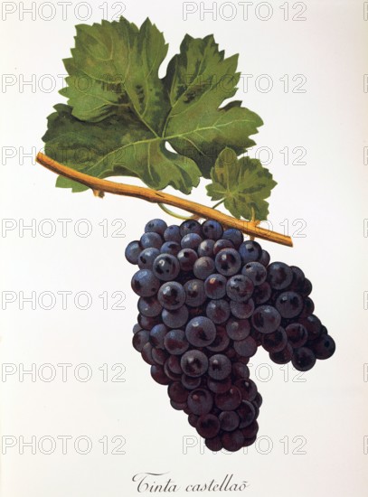 Ampelograhie. grape variety science. oenology. viticulture. grape. vine. Tinta Castellao grape. digitally enhanced reproduction of a template by Alexis Kreyder (1839 to 1912). historical
