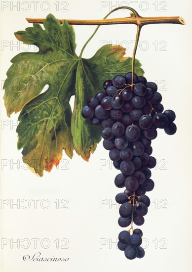 Ampelograhie. grape variety science. oenology. viticulture. grape. vine. Sciascinoso grape. digitally enhanced reproduction of a model by Alexis Kreyder (1839 to 1912). historical