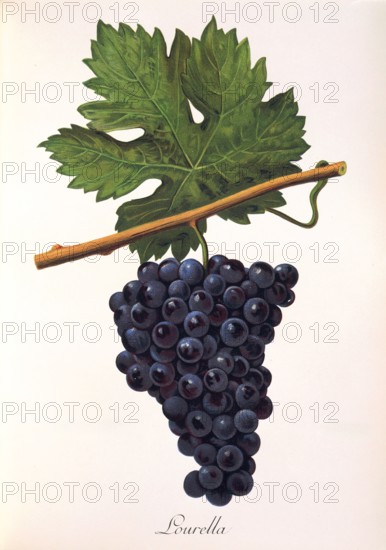 Ampelograhie. grape variety science. oenology. viticulture. grape. vine. Lourella grape. digitally enhanced reproduction of a model by Alexis Kreyder (1839 to 1912). historical