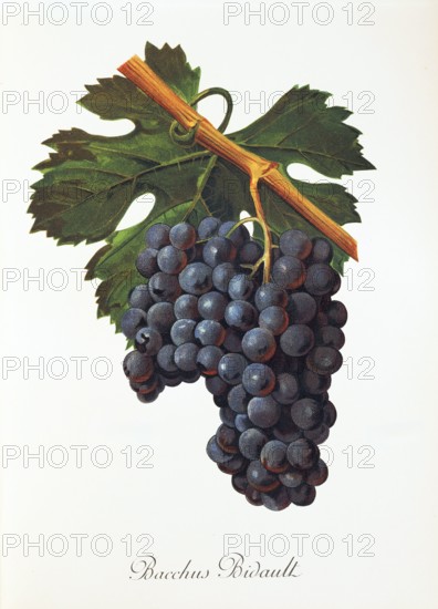 Ampelograhie. grape variety science. oenology. viticulture. grape. vine. Bacchus Bidault grape. digitally enhanced reproduction of a model by Jules Tronca (1855 to 1915). historical
