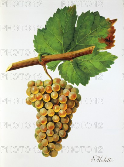 Ampelograhie. grape variety science. oenology. viticulture. grape. vine. Molette grape. digitally enhanced reproduction of a model by Jules Tronca (1855 to 1915). historical