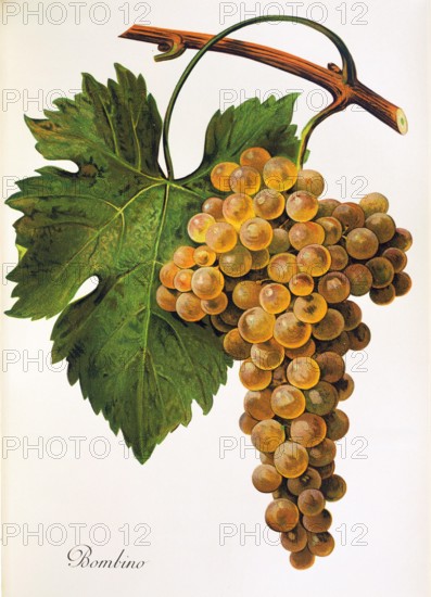 Ampelograhie. grape variety science. oenology. viticulture. grape. grapevine. Bombino grape. digitally enhanced reproduction of a model by Alexis Kreyder (1839 to 1912). historical