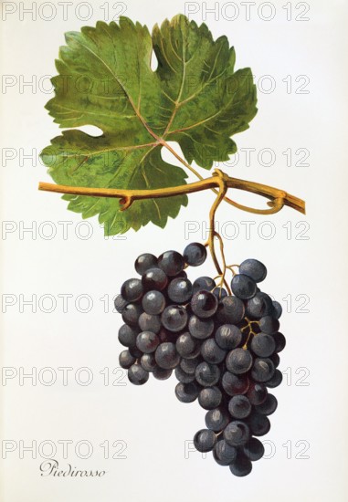 Ampelograhie. grape variety science. oenology. viticulture. grape. grapevine. Piedirosso grape. digitally enhanced reproduction of a model by Alexis Kreyder (1839 to 1912). historical