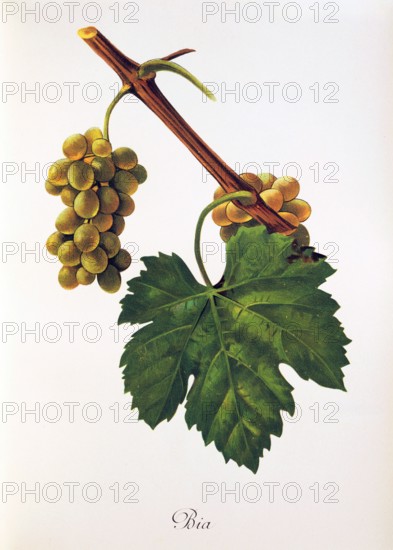 Ampelograhie. grape variety science. oenology. viticulture. grape. vine. Bia grape. digitally enhanced reproduction of a model by Jules Tronca (1855 to 1915). historical