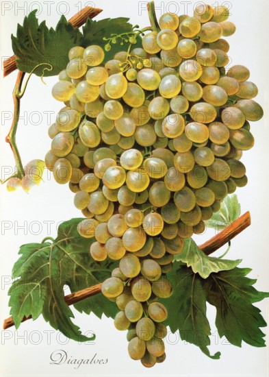 Ampelograhie. grape variety science. oenology. viticulture. grape. grapevine. Diagalves grape. digitally enhanced reproduction of a model by Alexis Kreyder (1839 to 1912). historical