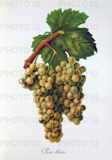 Ampelograhie. grape variety science. oenology. viticulture. grape. vine. Prin Blanc grape. digitally enhanced reproduction of a model by Jules Tronca (1855 to 1915). historical