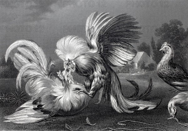 Cockfight.
