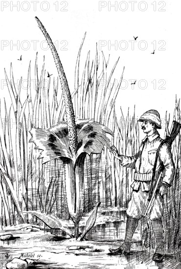 Flowering titan arum. Amorphophallus titanum. on Sumatra. with a hunter next to it. around 1880. historical. digitally restored reproduction from a 19th-century original