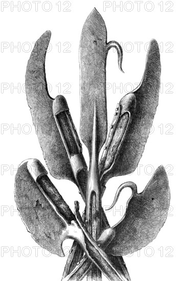 Various forms of the Lochaber axe at the beginning of the 16th century. a common Scottish variant of the battle axe. from the book The British Army. 1868. Historical. digitally restored reproduction from a 19th-century original