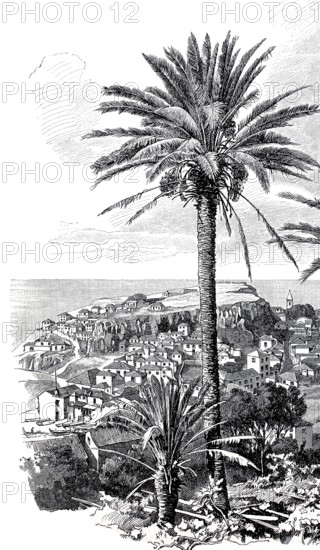 View of Funchal in 1890. Madeira. Portugal. Historical. authentic. digitally restored reproduction from an original from the 19th century