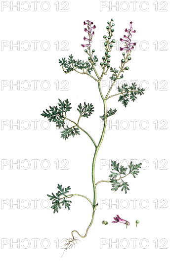 Fumaria officinalis