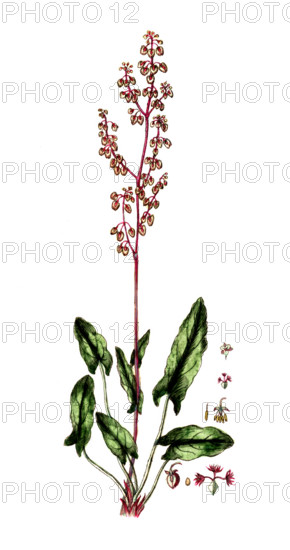Rumex acetosa