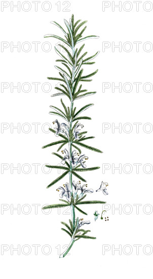 Rosmarinus officinalis