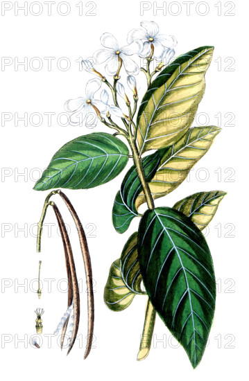 Nerium antidysentericum