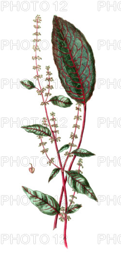 Rumex sanguineus