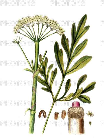 Ferula assa foetida