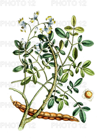 Guilandina moringa