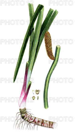 Acorus calamus