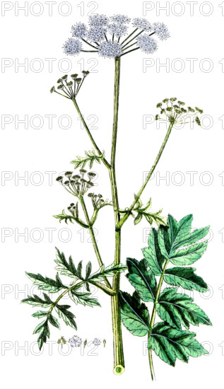 Pimpinella magna