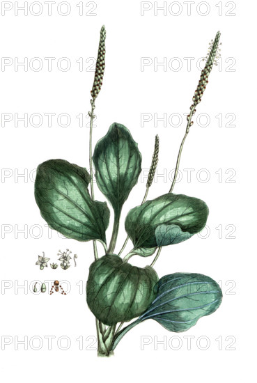 Plantago major