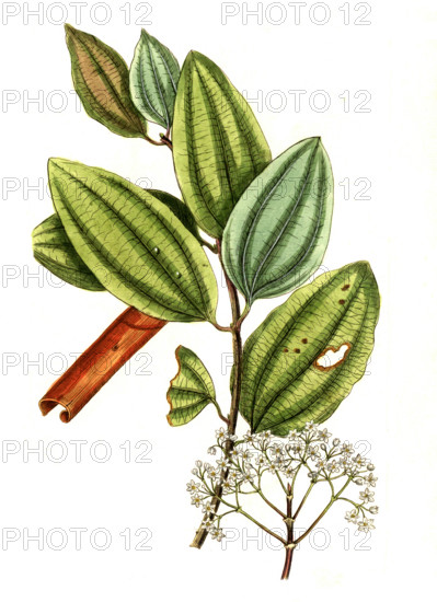 Laurus cinnamimum