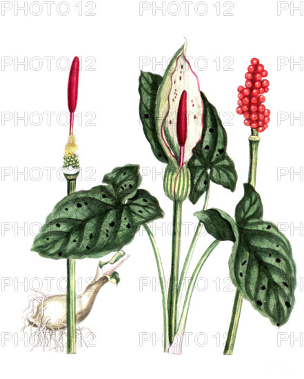 Arum maculatum