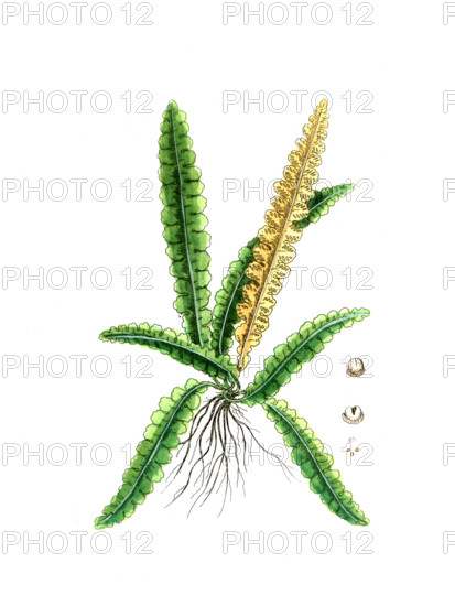 Asplenium ceterach