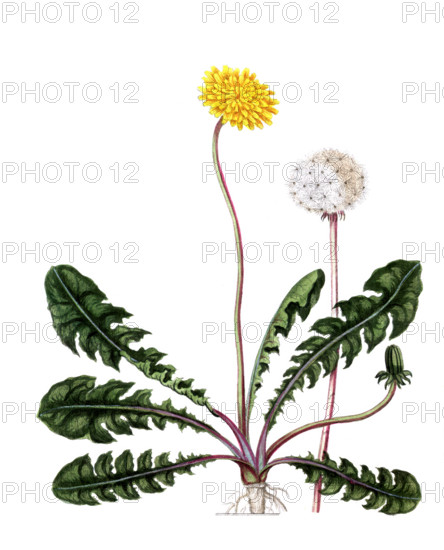 Leontodon taraxacum