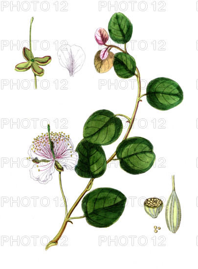 Capparis spinosa