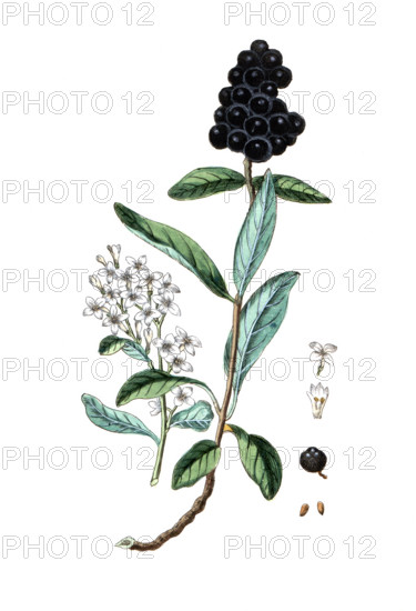 Ligustrum vulgare