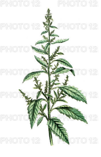 Chenopodium anthelminticum