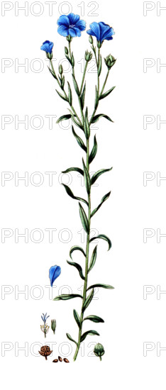 Linum usitatissimum