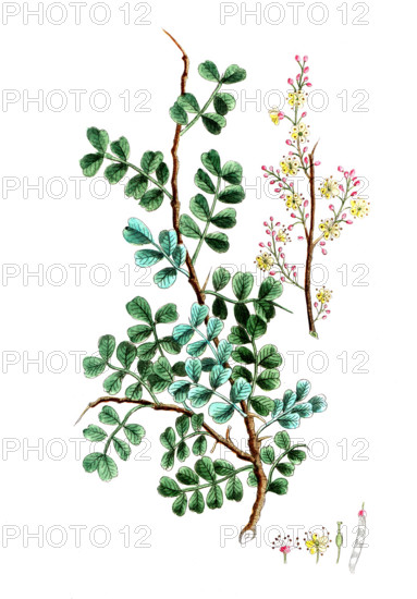 Hamatoxylon campechianum