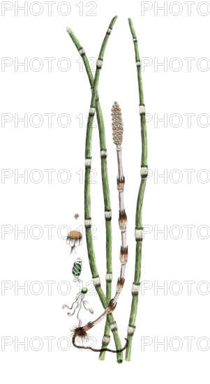 Equisetum hyemale