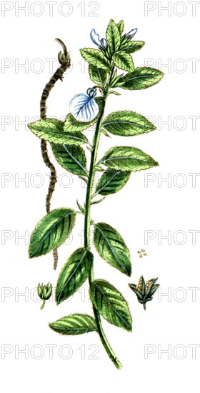 Carapichea ipecacuanha