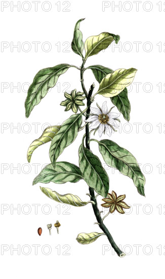 Illicium anisatum