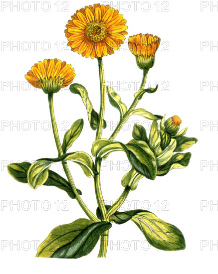 Calendula officinalis