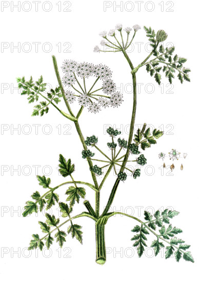 Phellandrium aquaticum