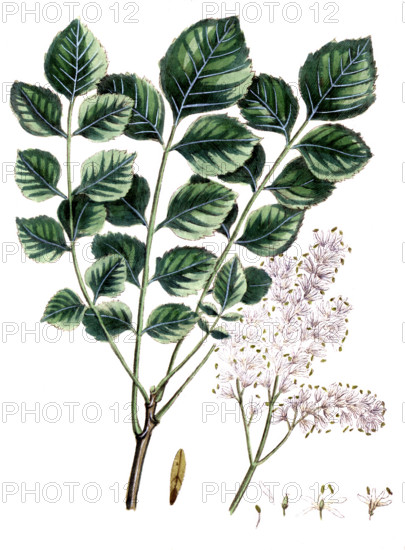 Fraxinus ornus